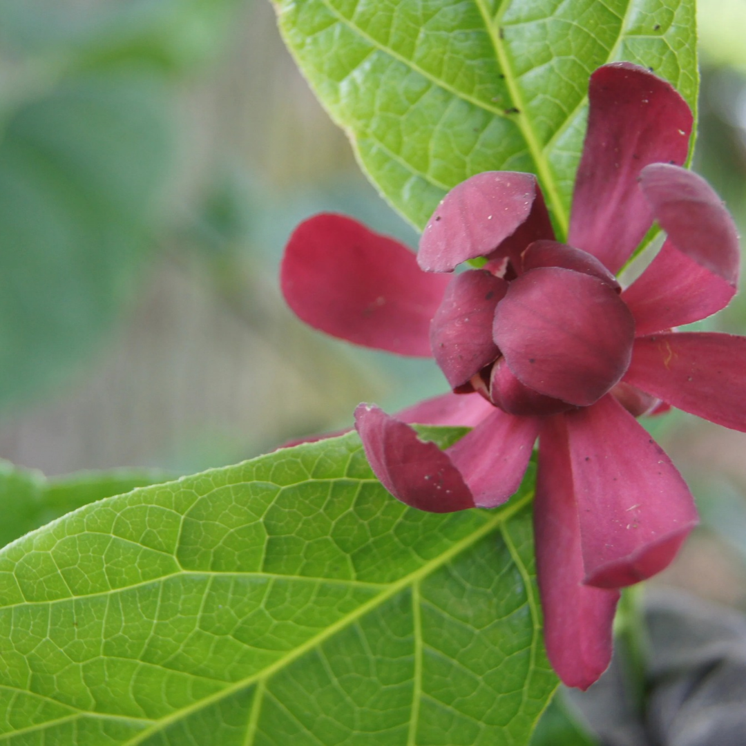 Calycanthus floridus