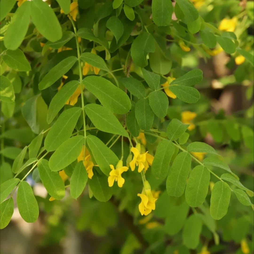Caragana arborescens