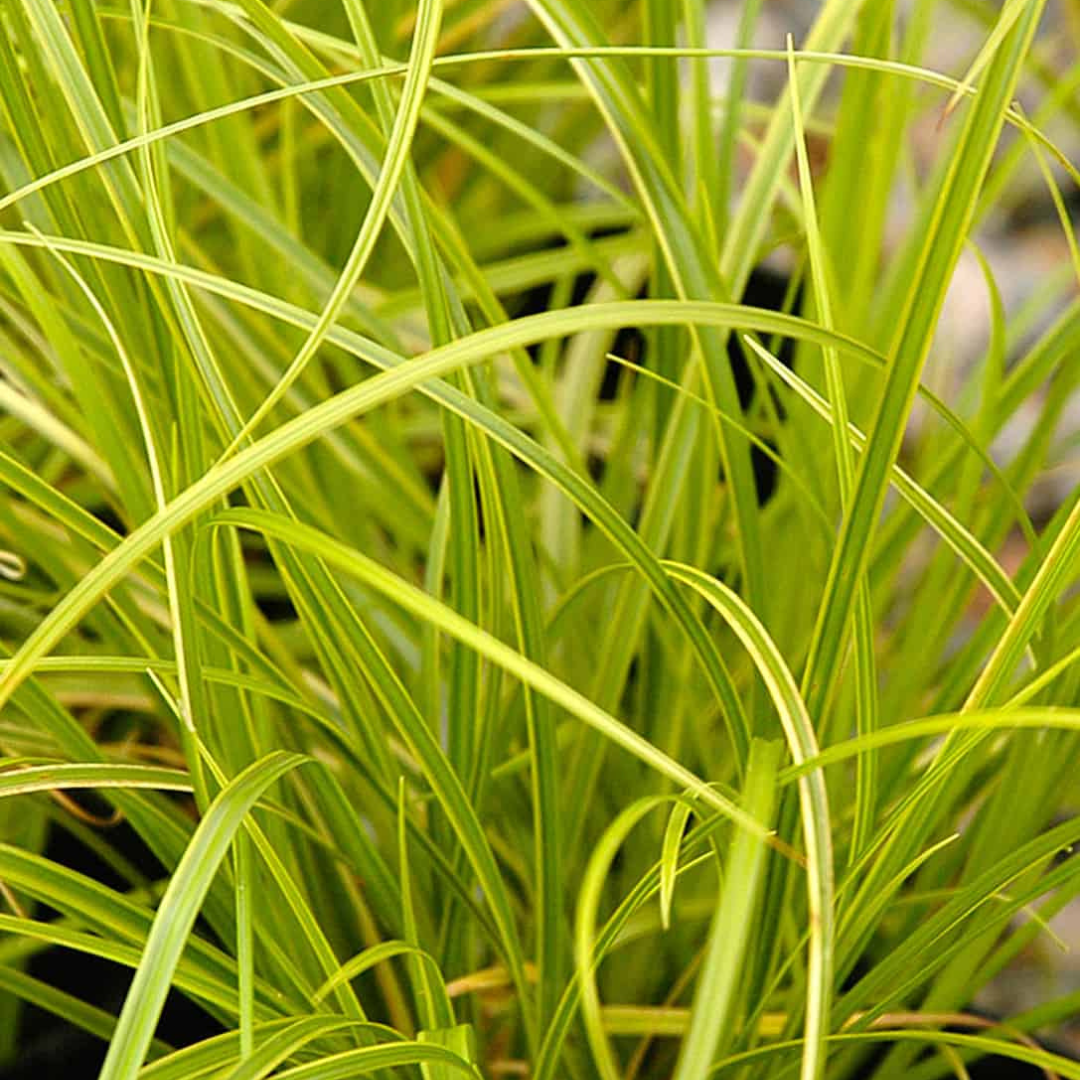 Carex dolichostachya 'Gold fountains'