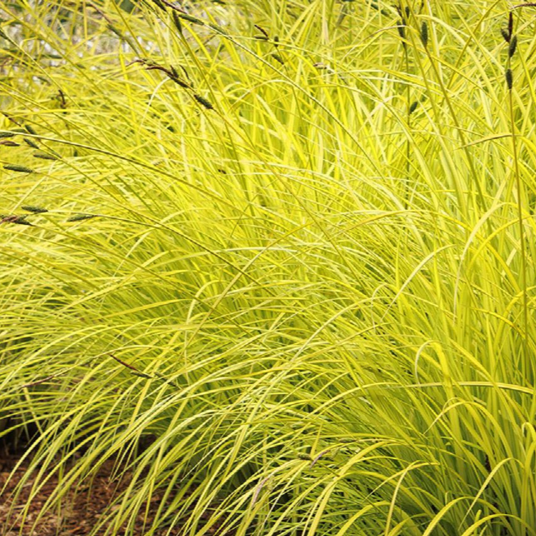 Carex elata 'Bowles Golden'