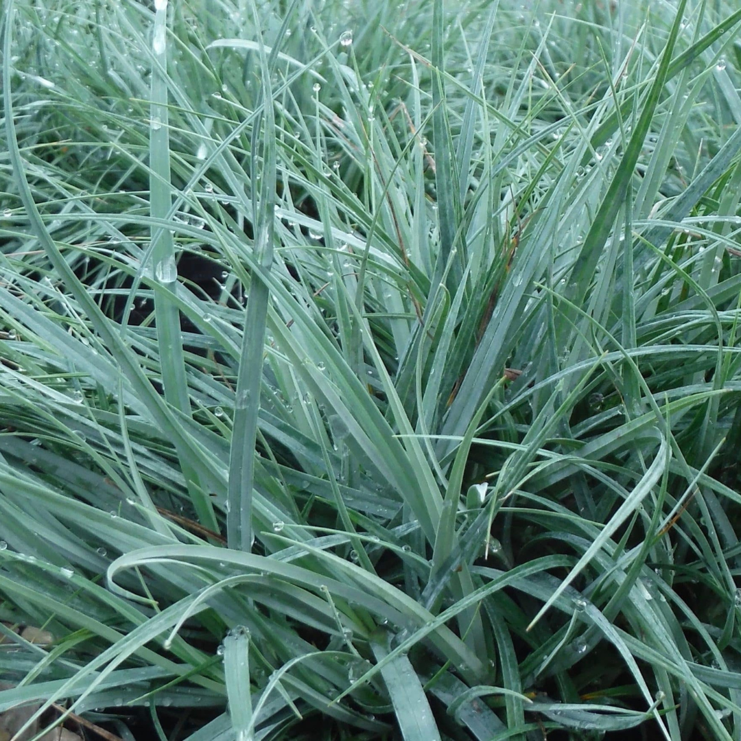 Carex flacca 'Blue Zinger'