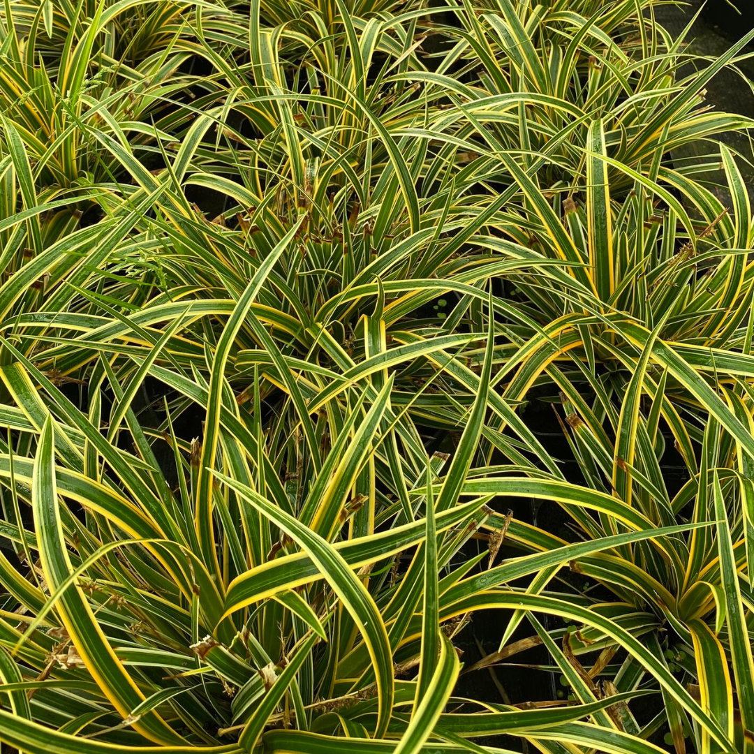 Carex morrowii 'Everglow'