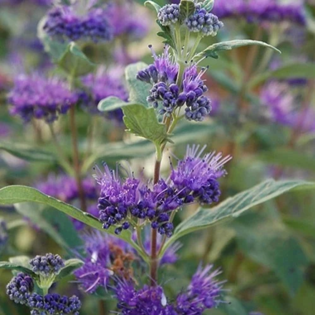 Caryopteris x clandonensis Beekeeper™