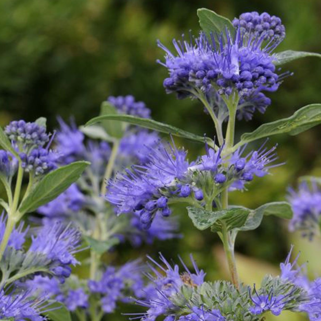 Caryopteris x clandonensis 'Dark Knight'