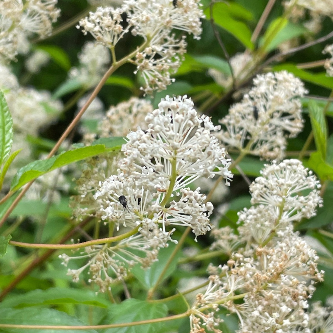 Ceanothus americanus