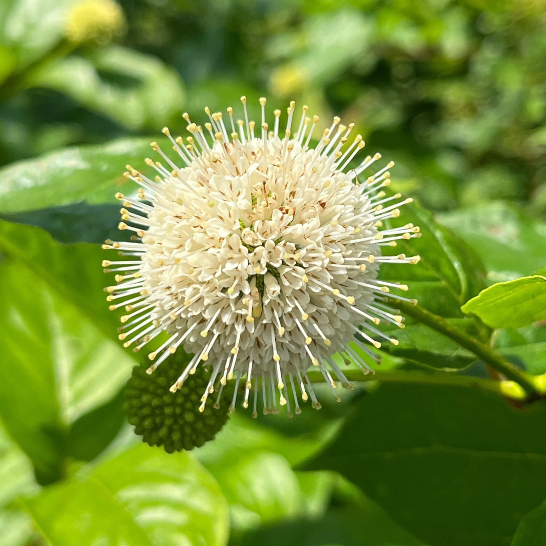 Cephalanthus occidentalis