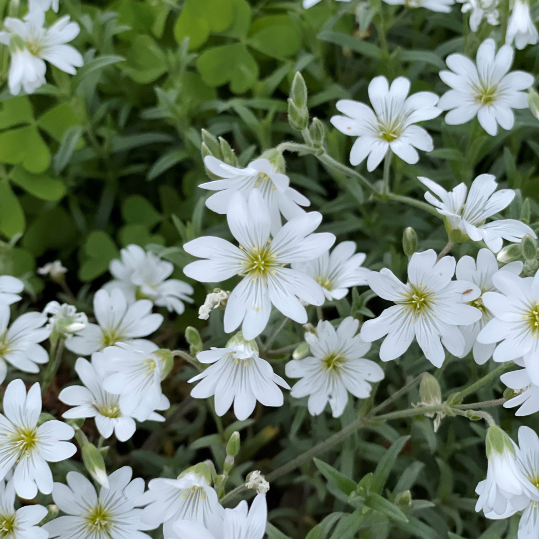 Buy Cerastium 'Silver Carpet' | Unrivaled Perennials – Black Sheep ...