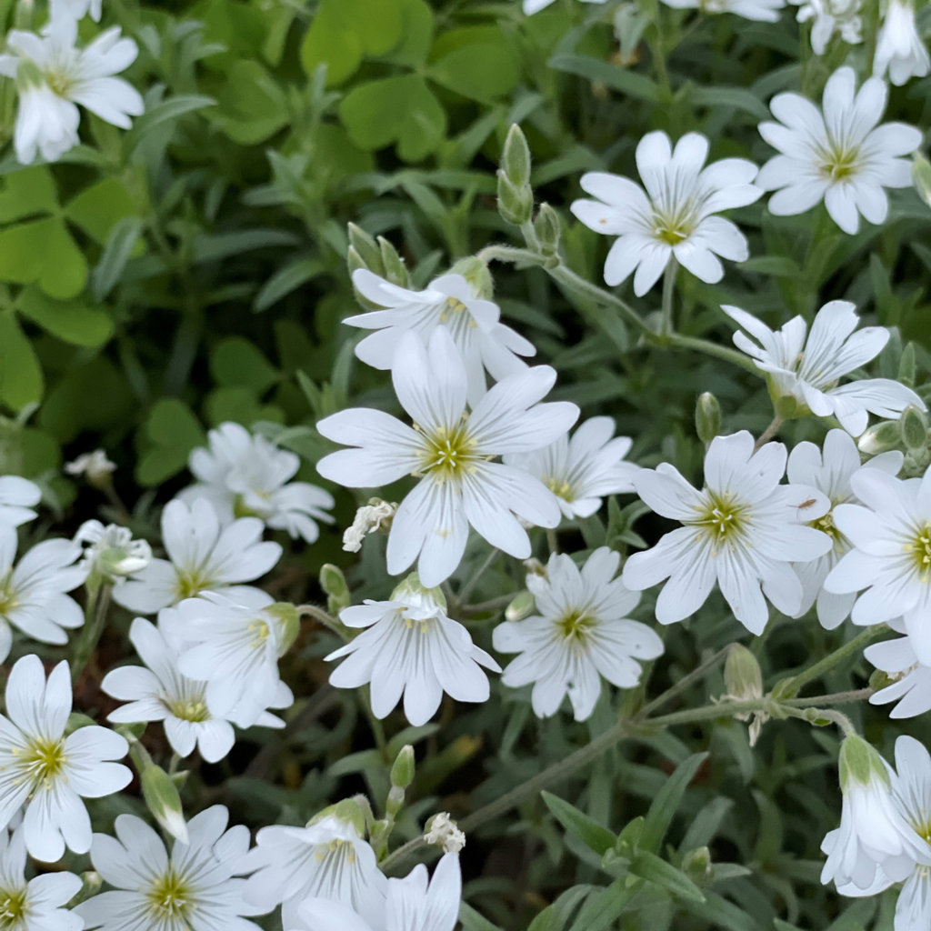 Buy Now | Cerastium 'Silver Carpet' | Ontario Grown | Local