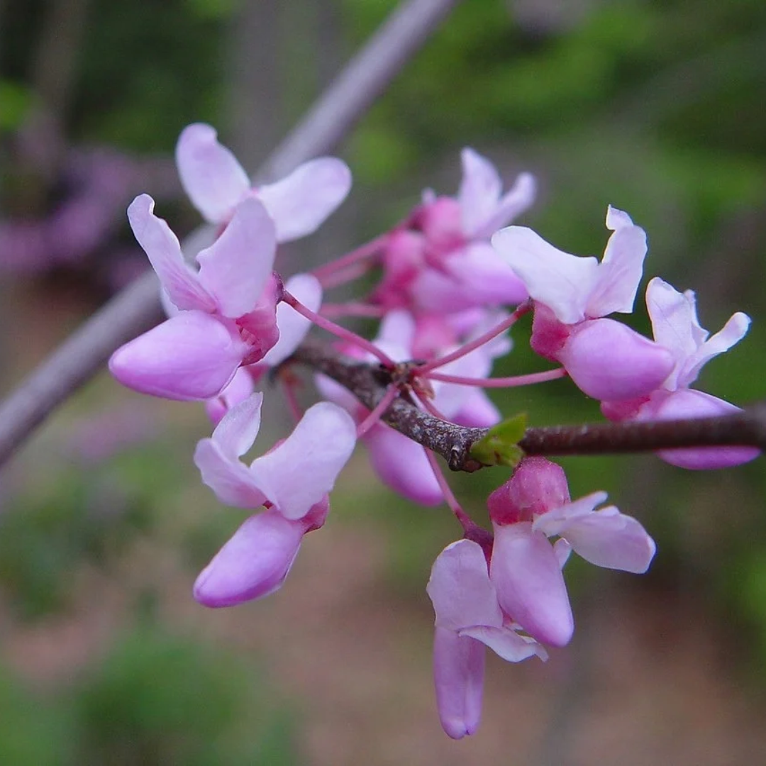Cercis canadensis