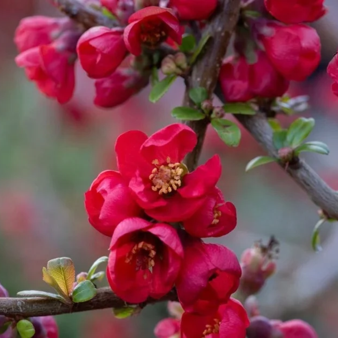 Chaenomeles speciosa 'Rubra'