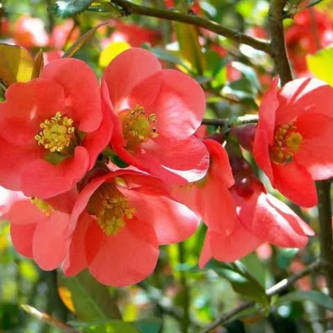 Chaenomeles x superba 'Texas Scarlet'