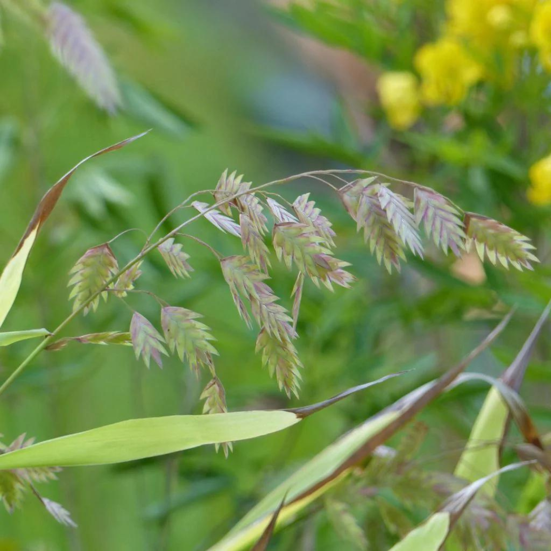 Chasmanthium latifolium 'Uniola'