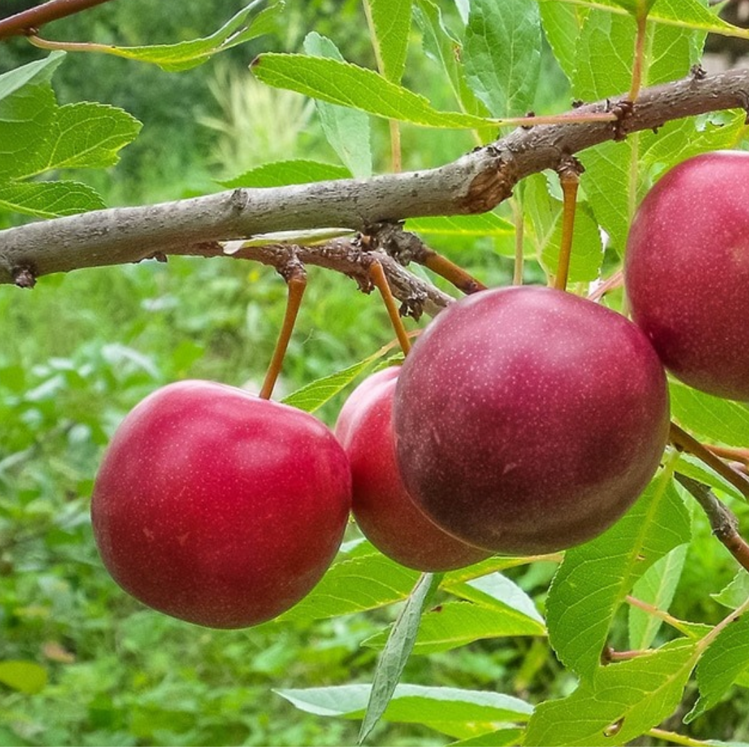 Cherry-Plum x 'Manor'