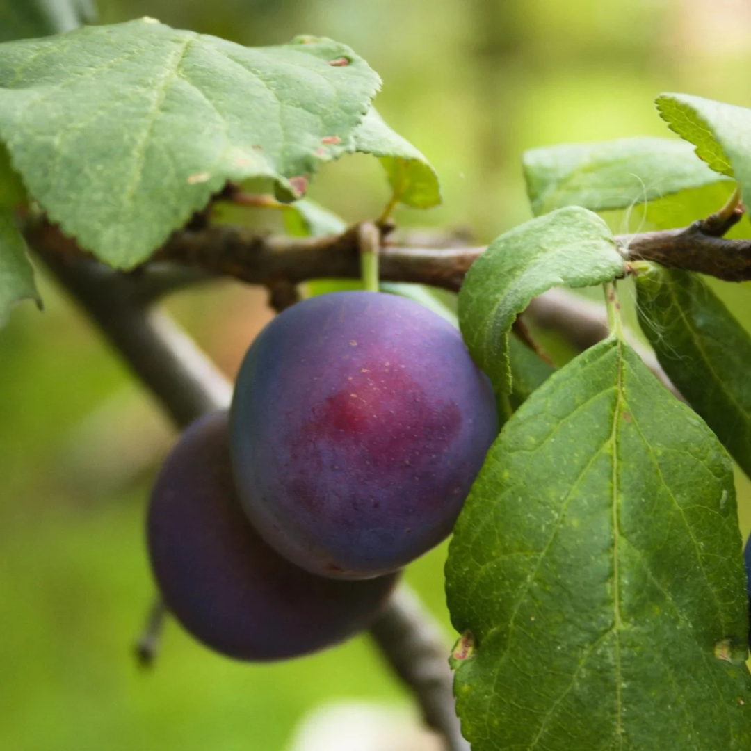 Cherry-Plum x 'Nadia'