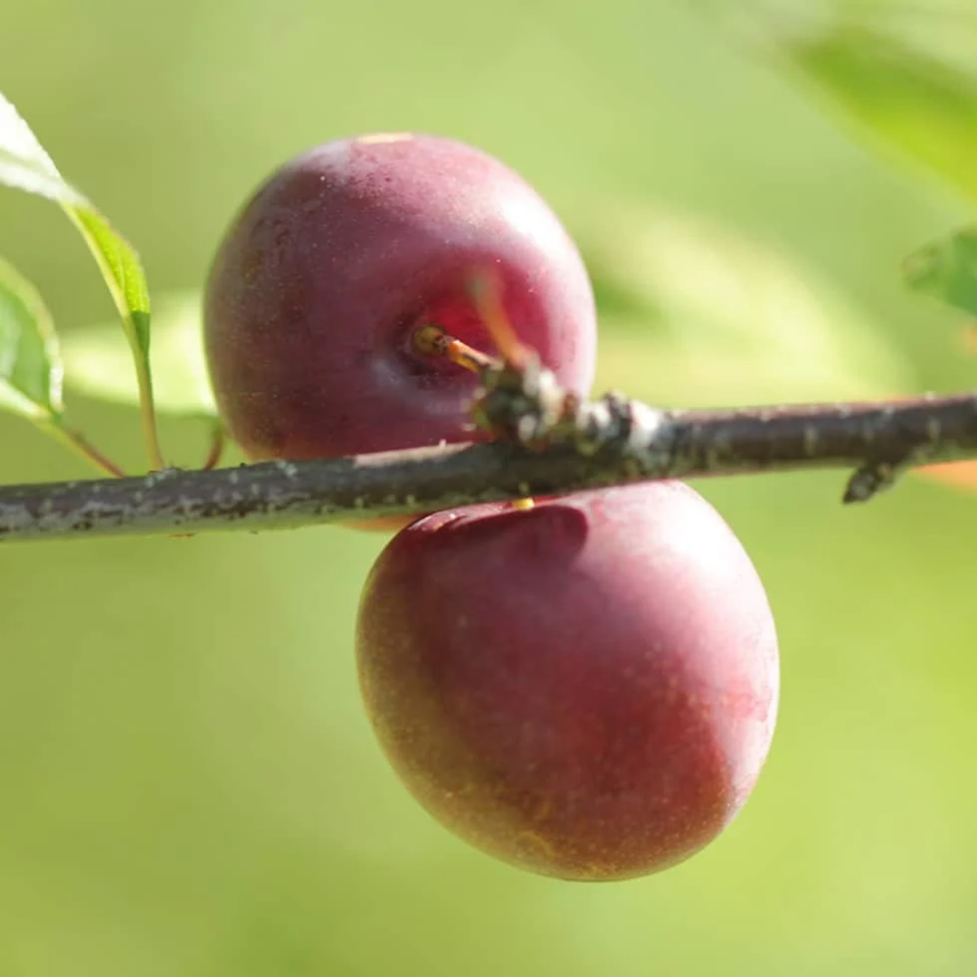 Cherry-Plum x 'Opata'