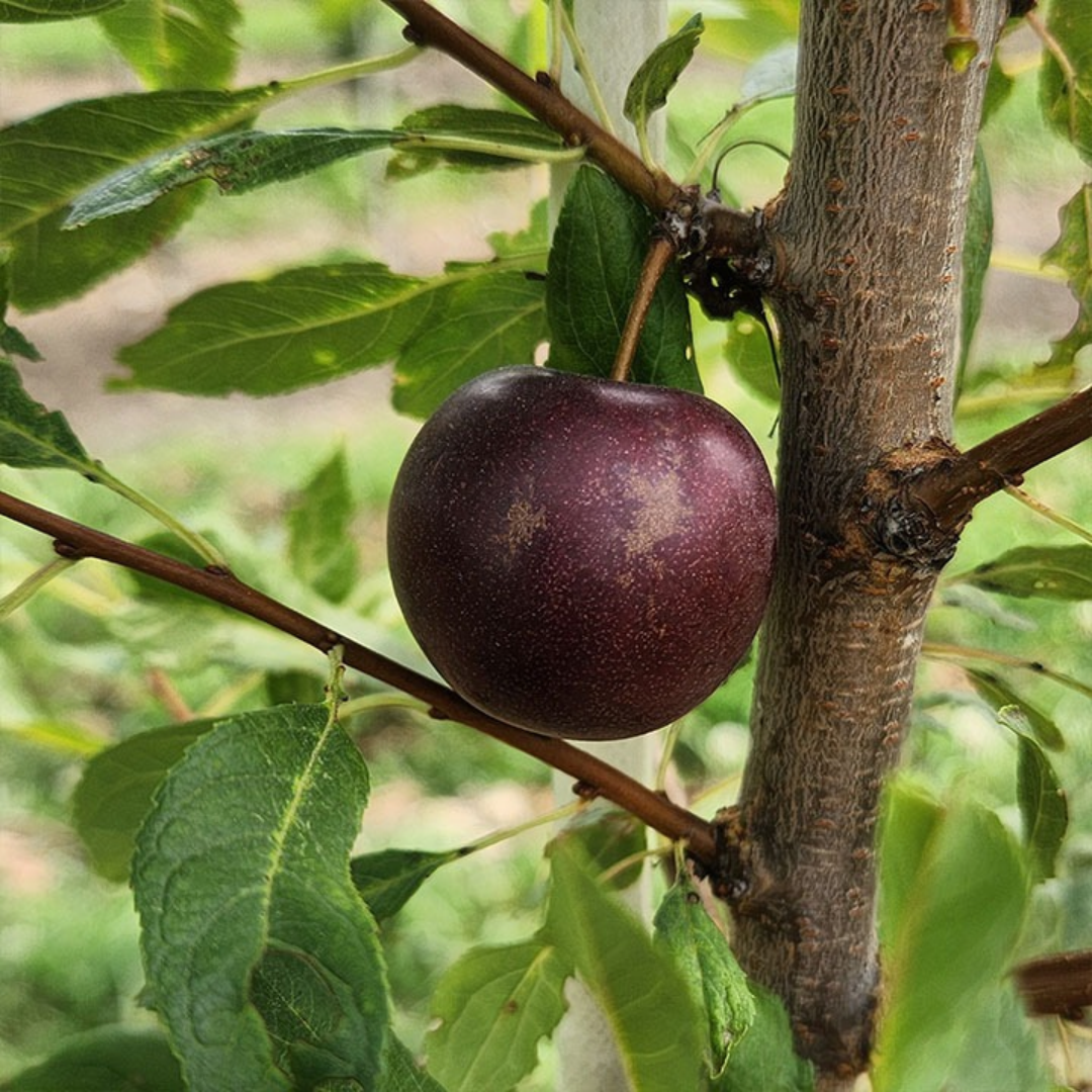 Cherry-Plum x 'Sapalta'