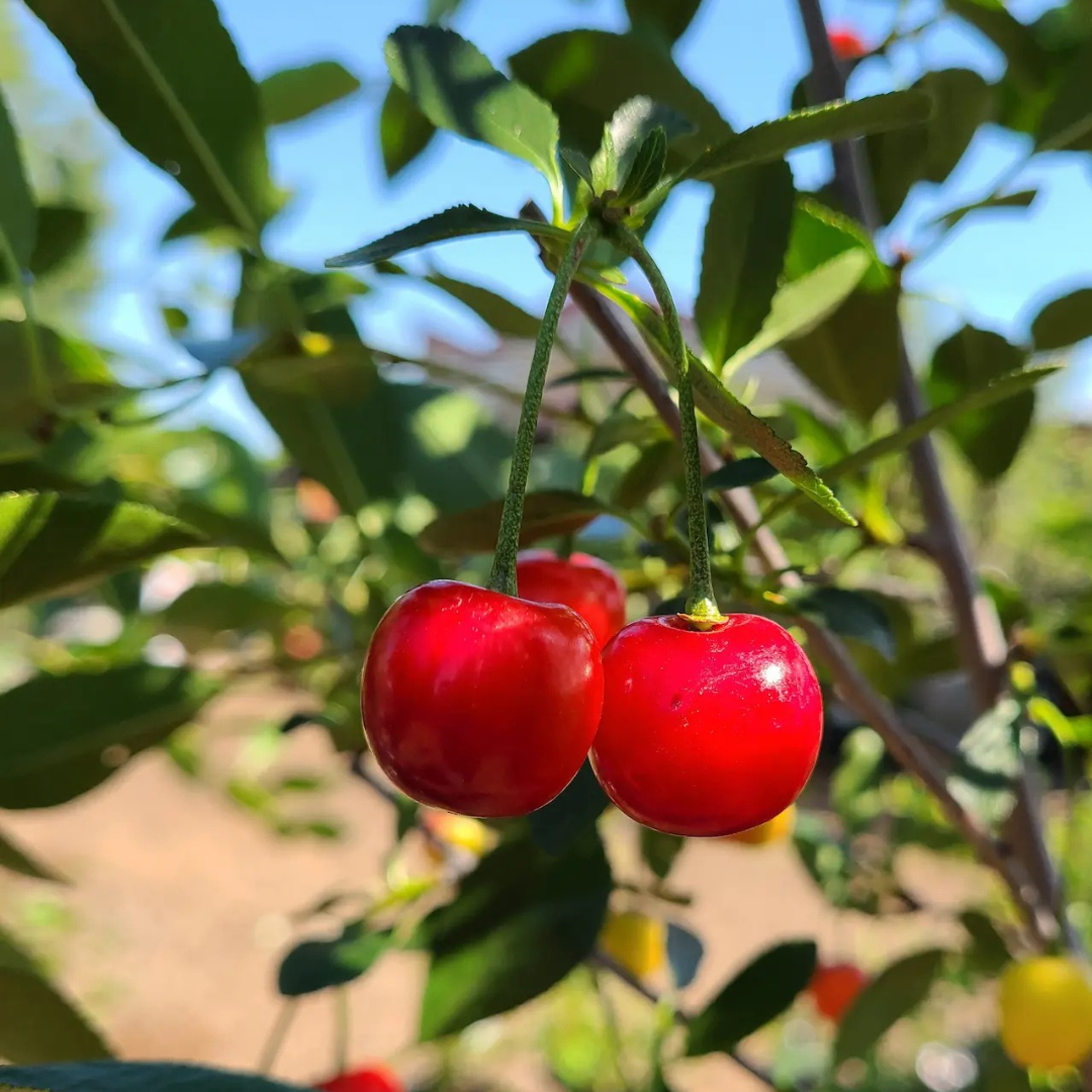 Cherry-shrub x 'Valentine'