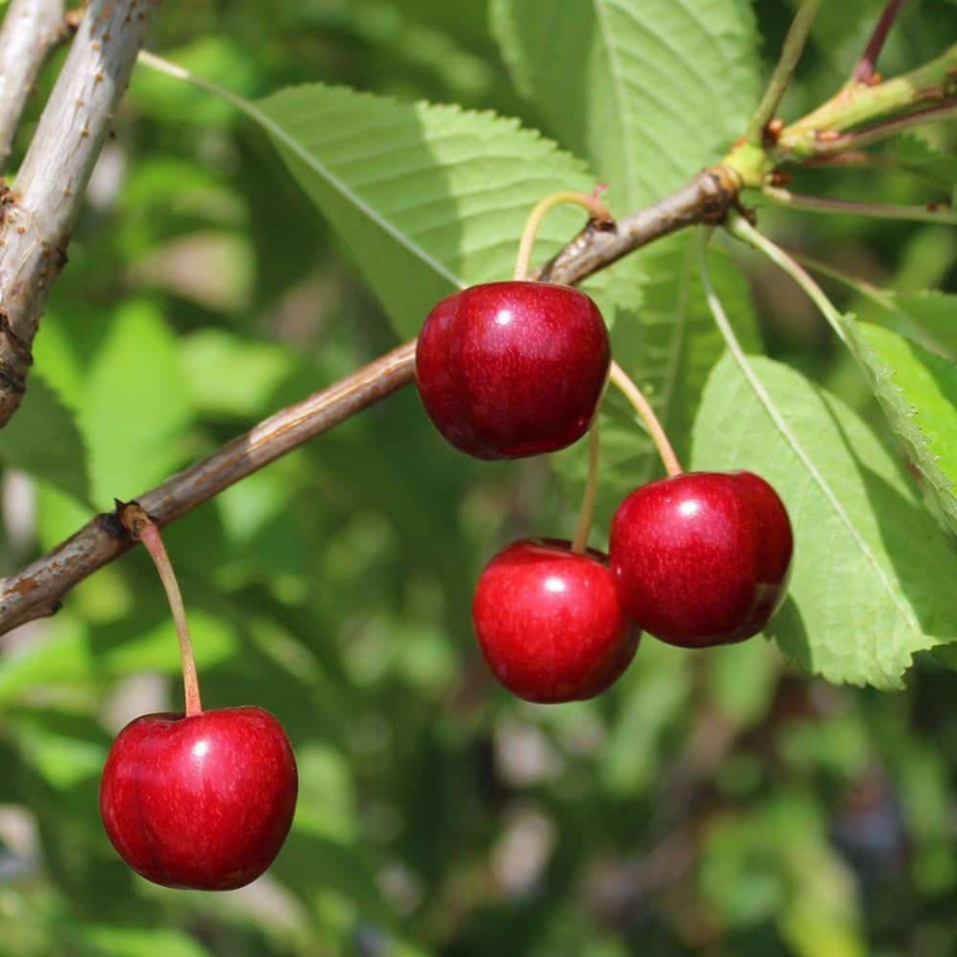 Cherry-shrub x 'Crimson Passion'