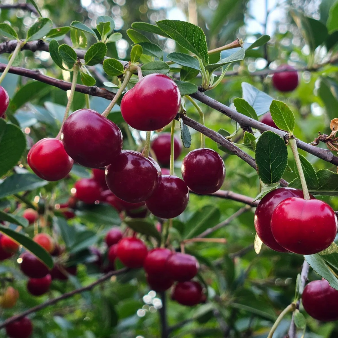Cherry-shrub x 'Cupid'