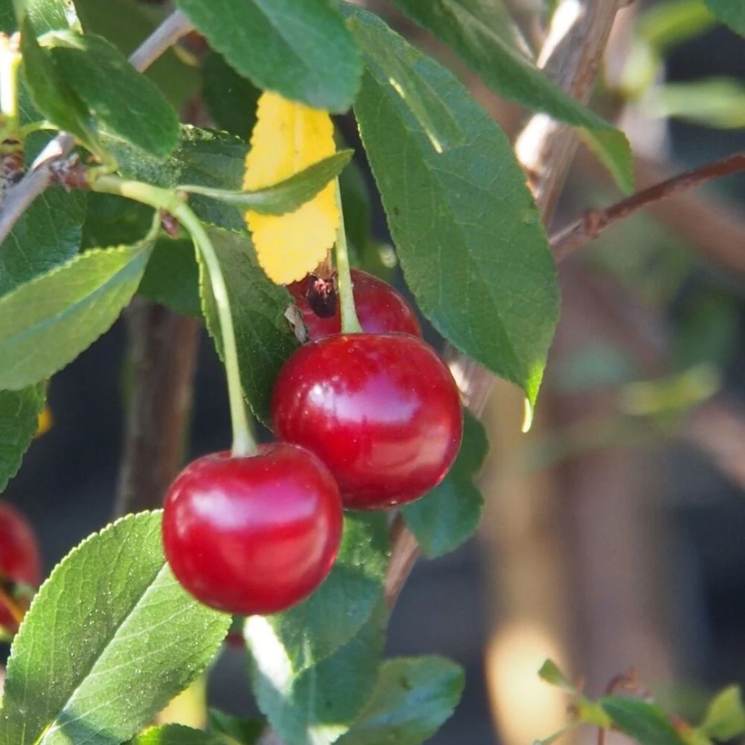 Cherry-shrub x 'Juliet'