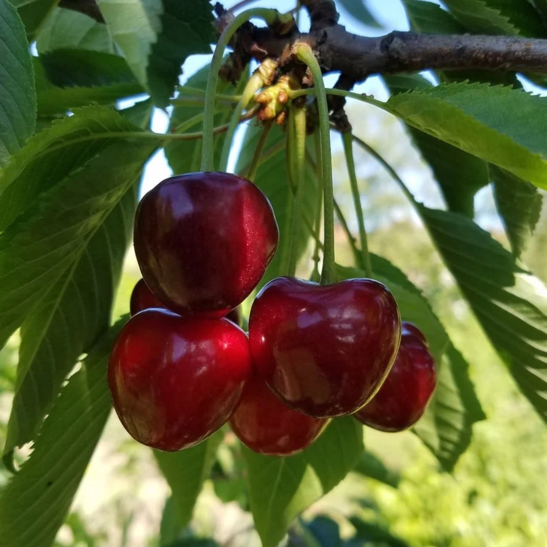 Cherry-shrub x 'Romeo'