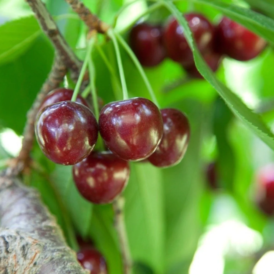 Cherry x 'Bing'