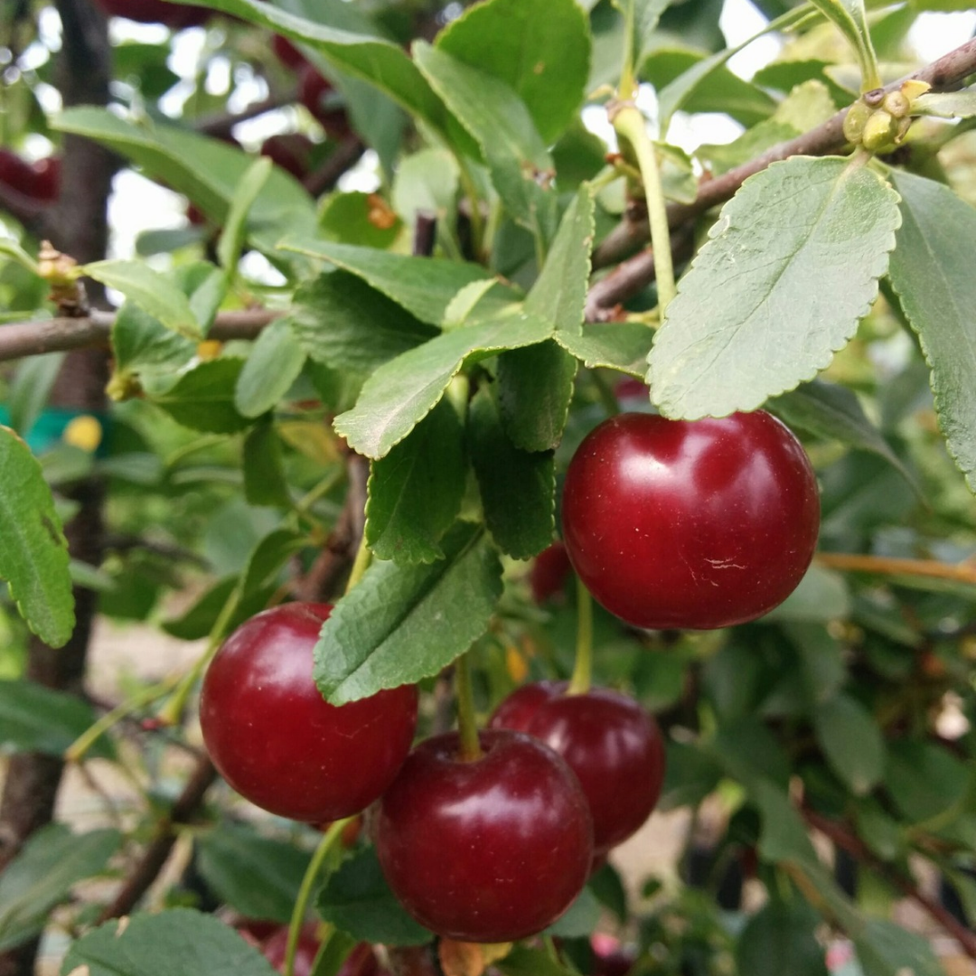 Cherry x 'Carmine Jewel'