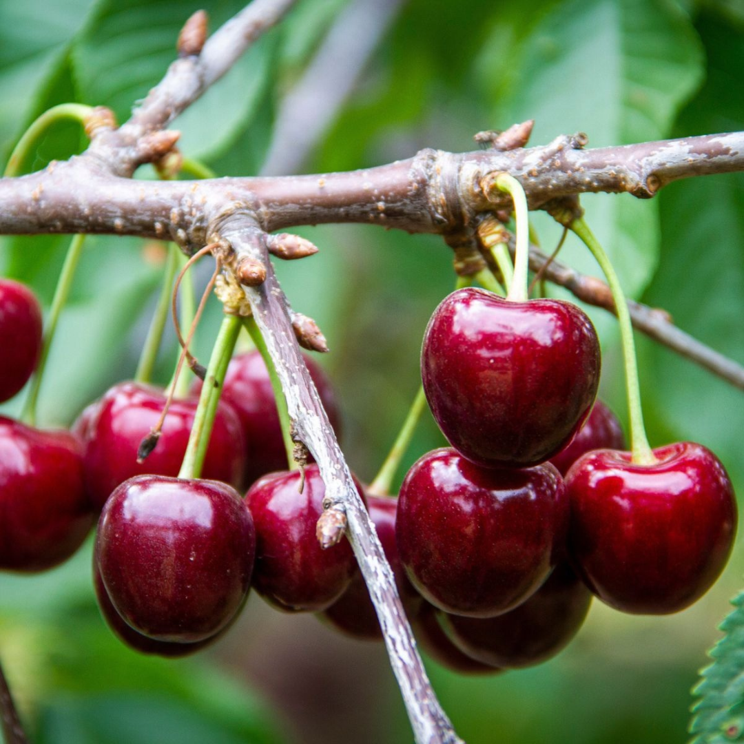 Cherry x 'Lapins'