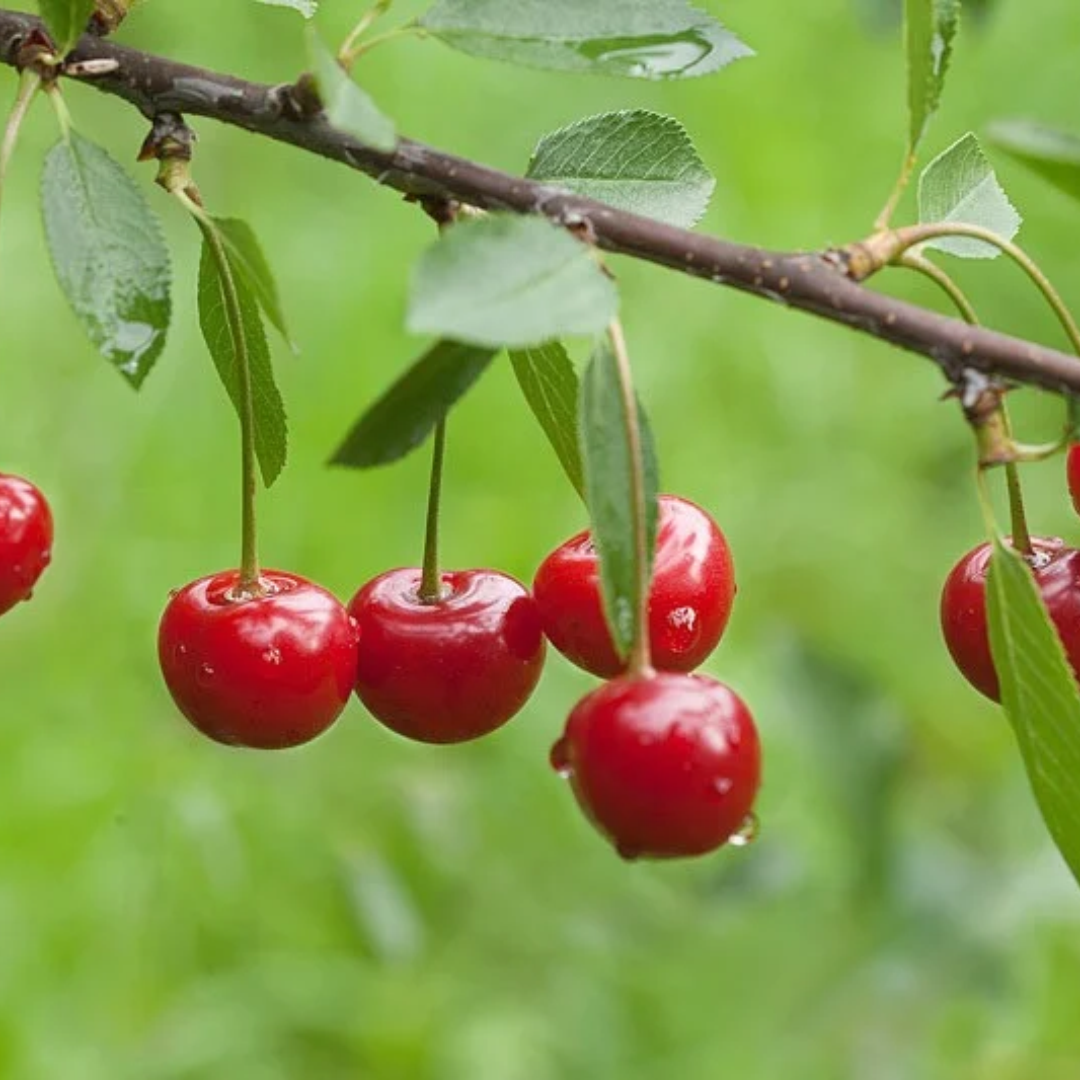 Cherry x 'Montmorency'