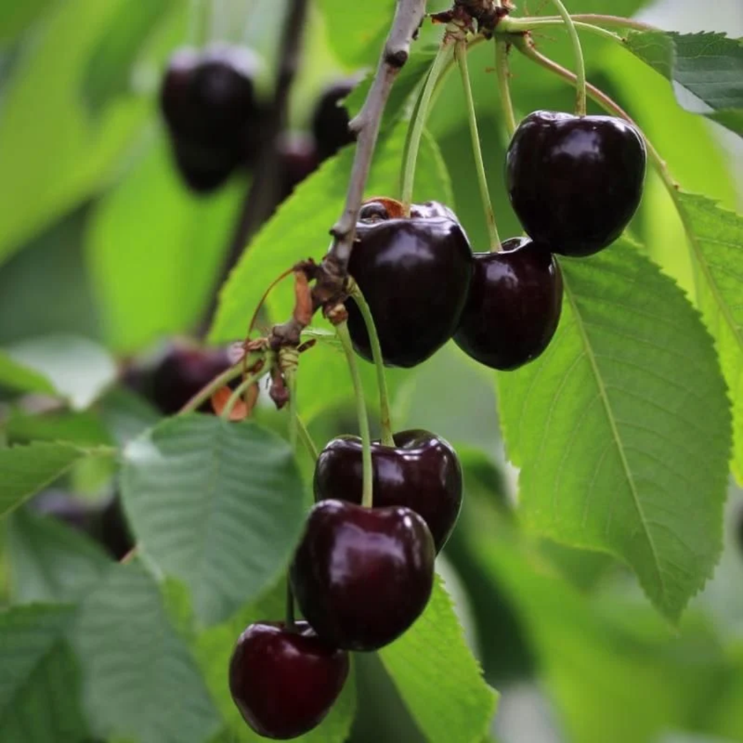 Cherry x 'Sam'
