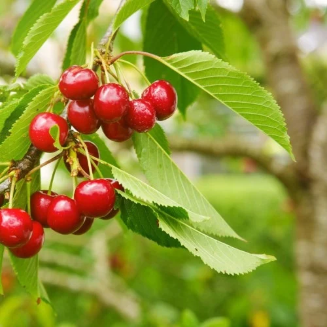 Cherry x 'Stella'