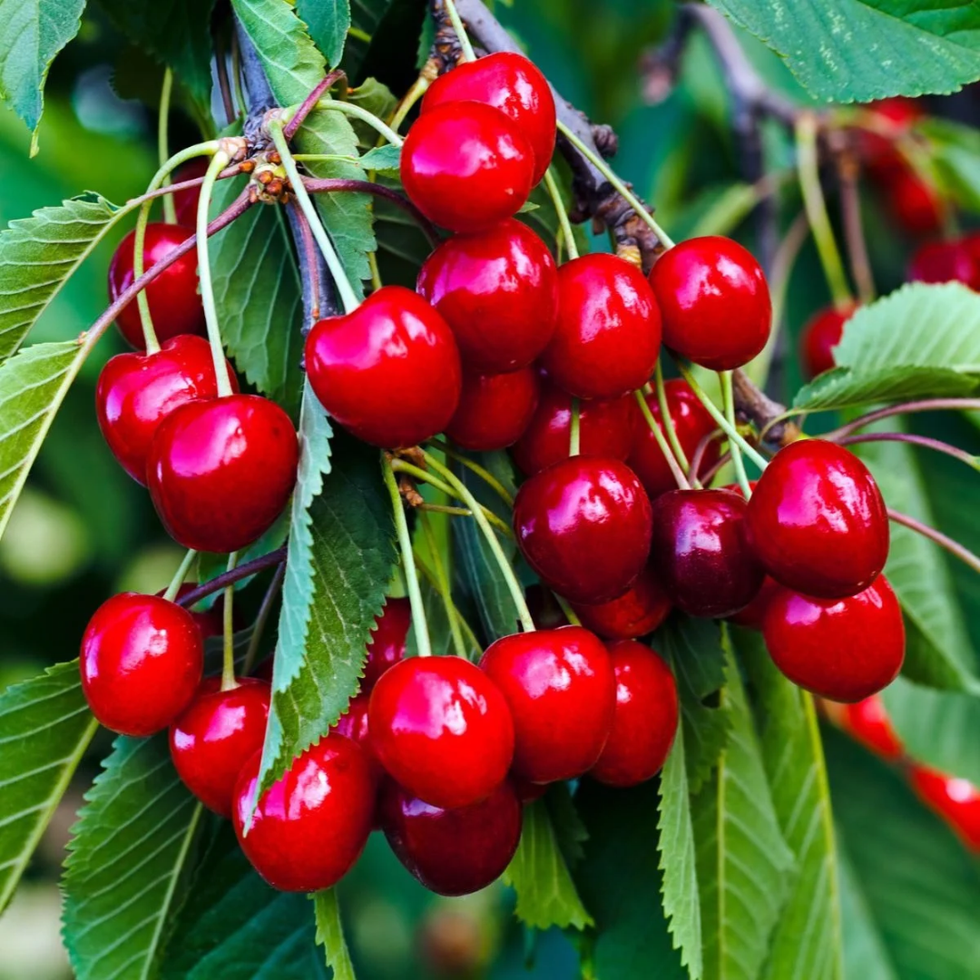 Cherry x 'Sweetheart®'
