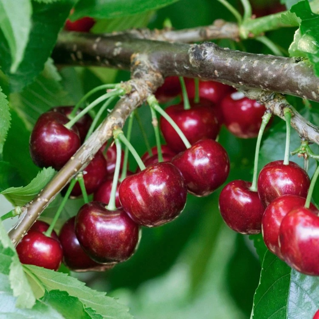 Cherry x 'Van'