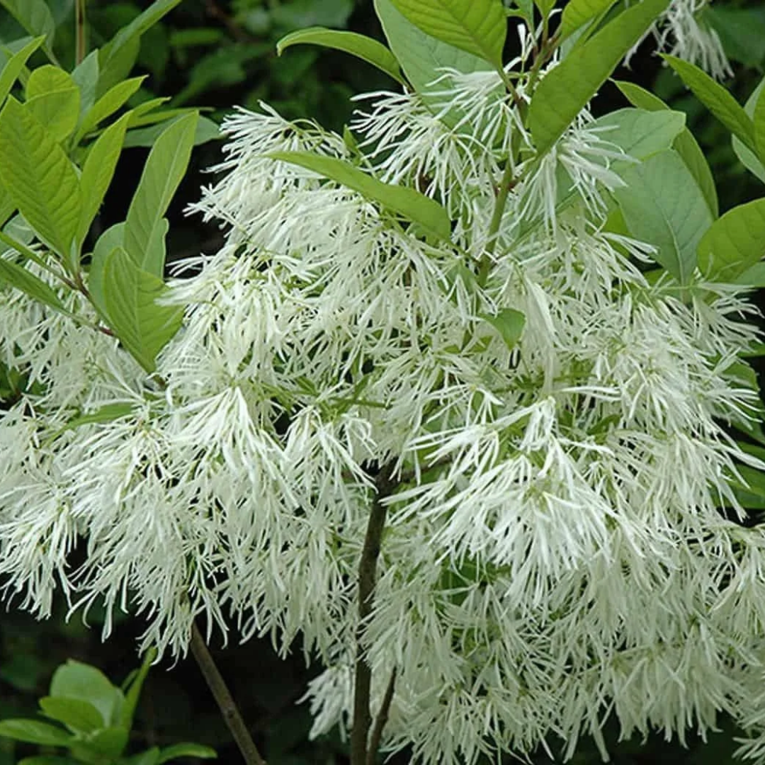 Chionanthus virginicus
