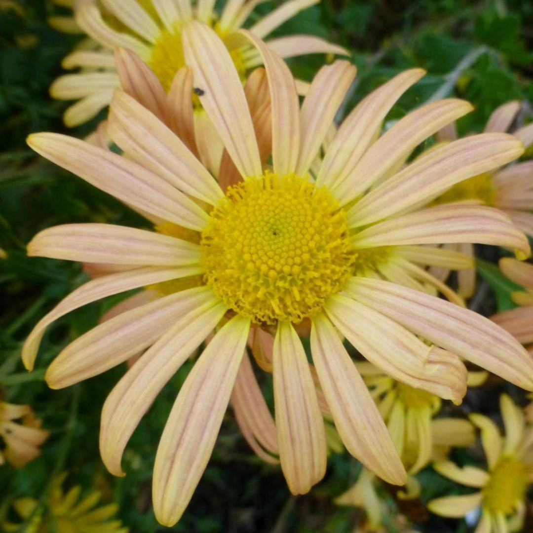 Chrysanthemum rubellum 'Mary Stoker'