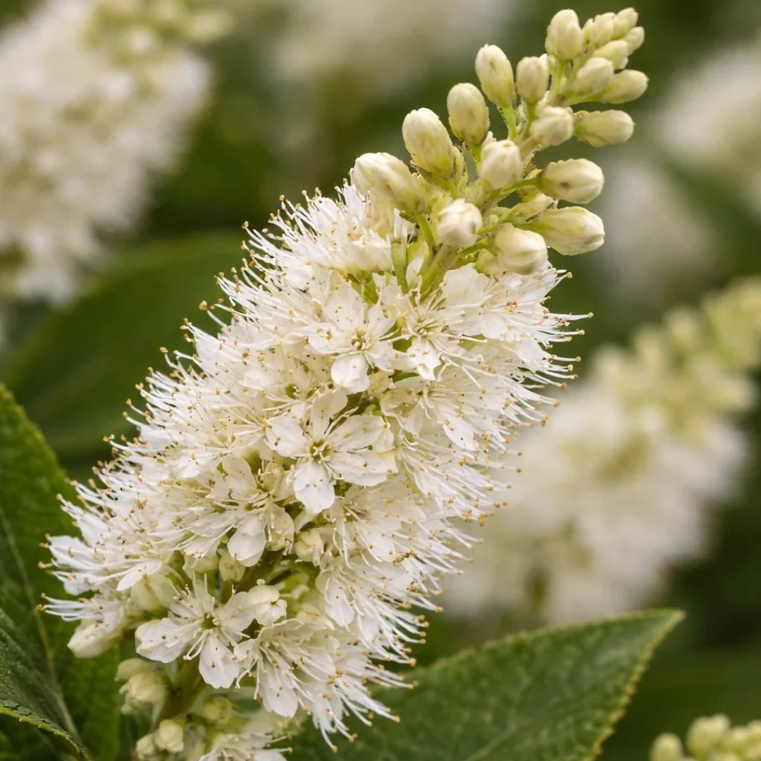 Clethra alnifolia Summer Sparkler™ , Einstein™
