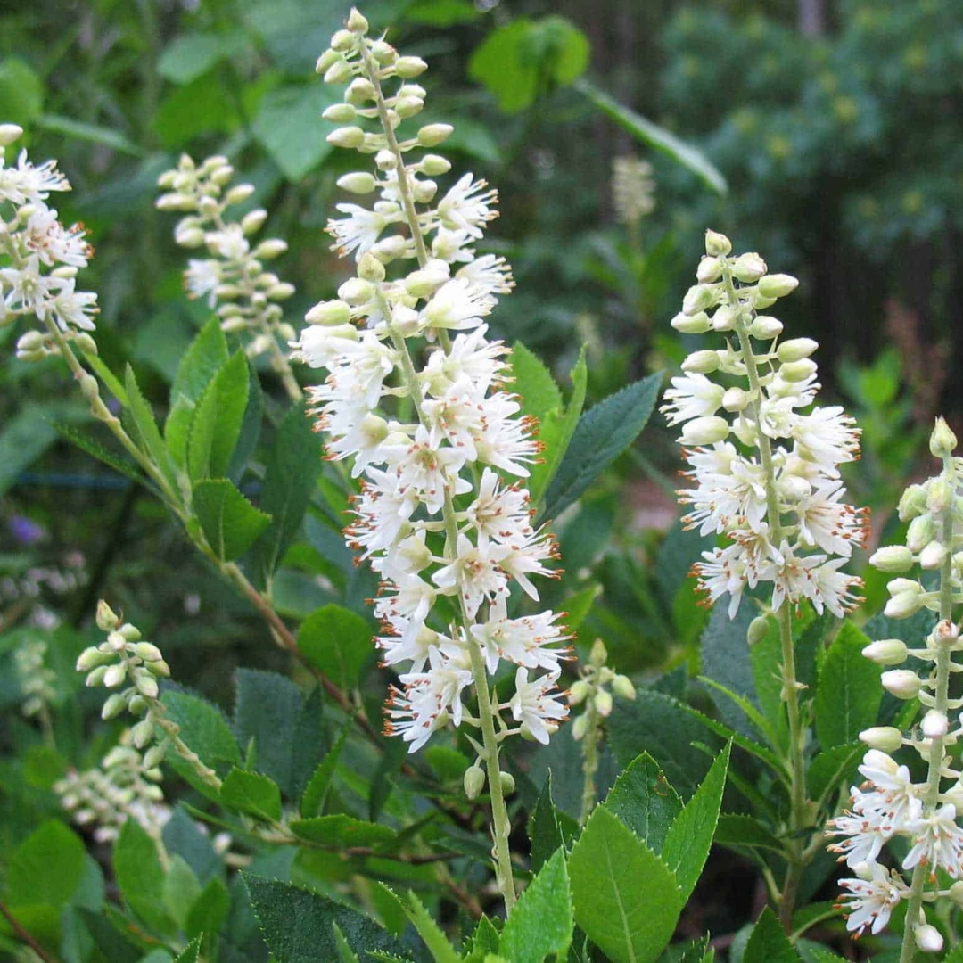 Clethra alnifolia 'Hummingbird'