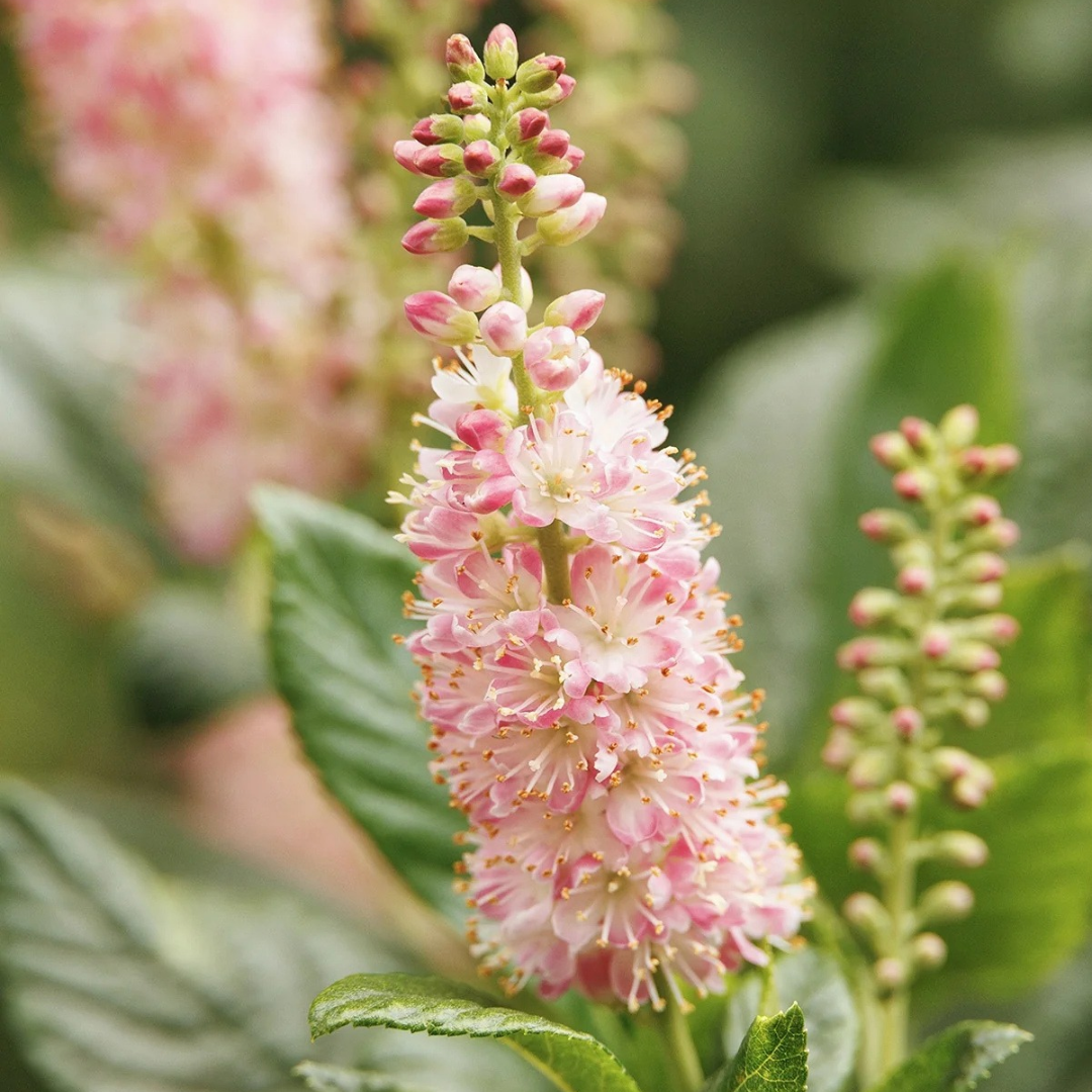 Clethra alnifolia 'Ruby Spice'