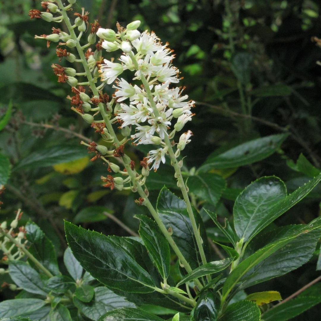 Clethra alnifolia 'Sixteen Candles'