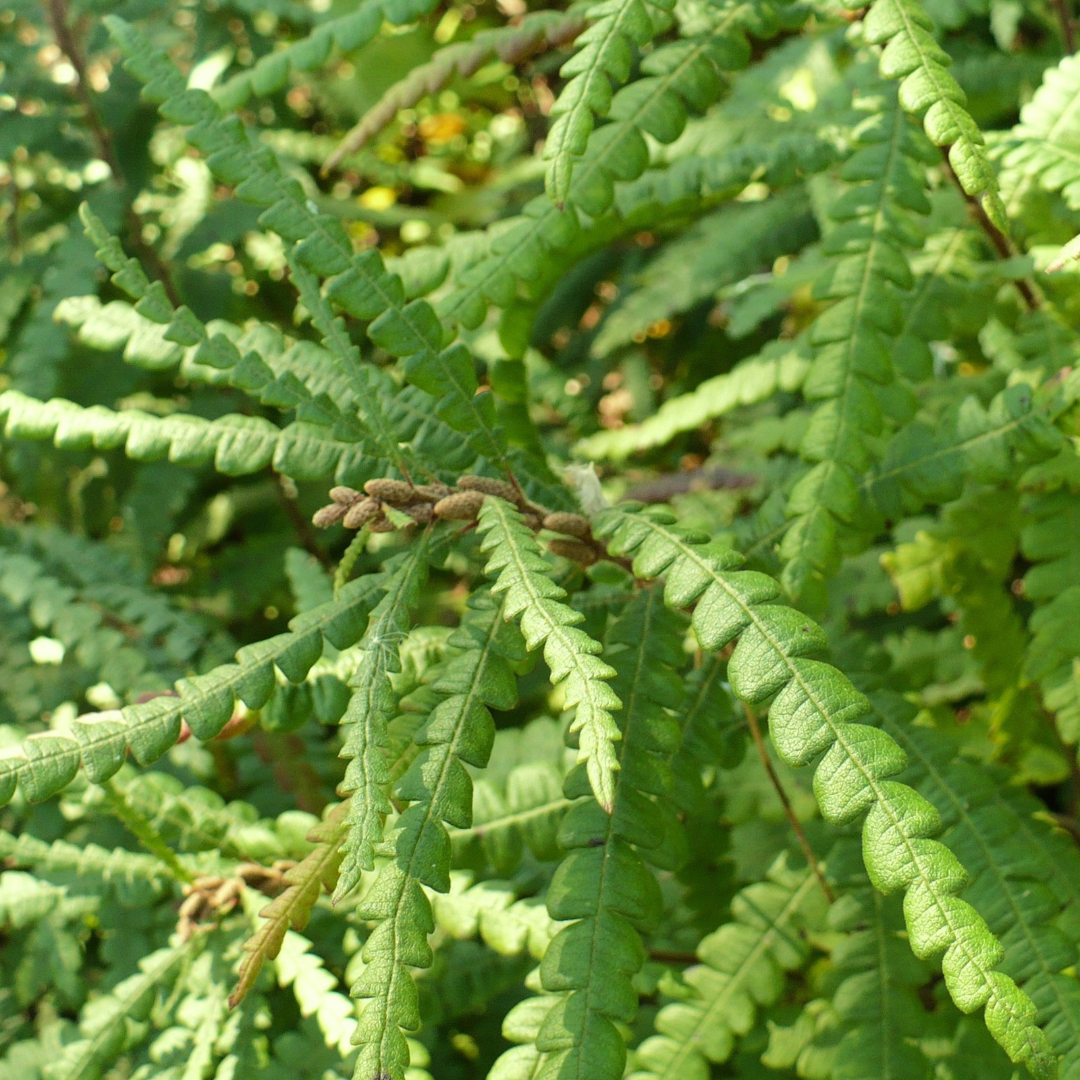 Comptonia peregrina