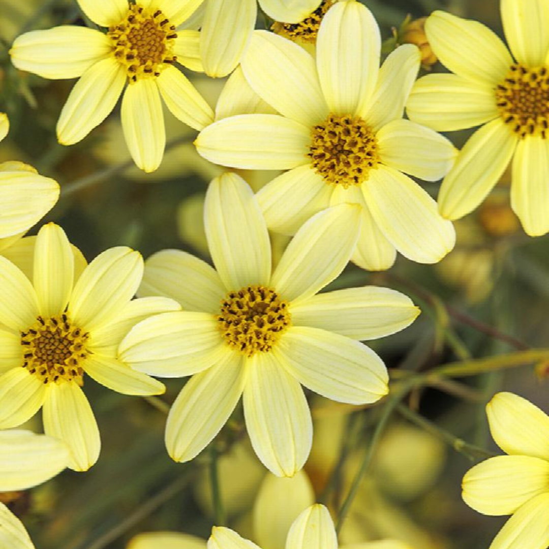 Coreopsis verticillata 'Moonbeam'