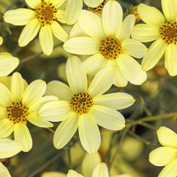 Buy Now | Coreopsis 'Moonbeam' | Ontario Grown | Local Delivery