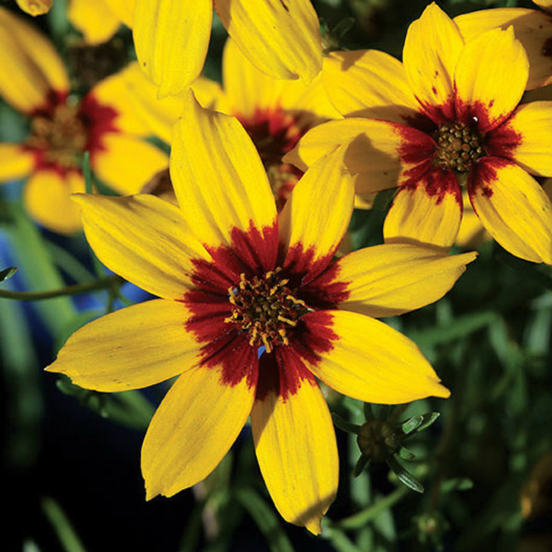 Coreopsis verticillata 'Sizzle & Spice Curry Up'