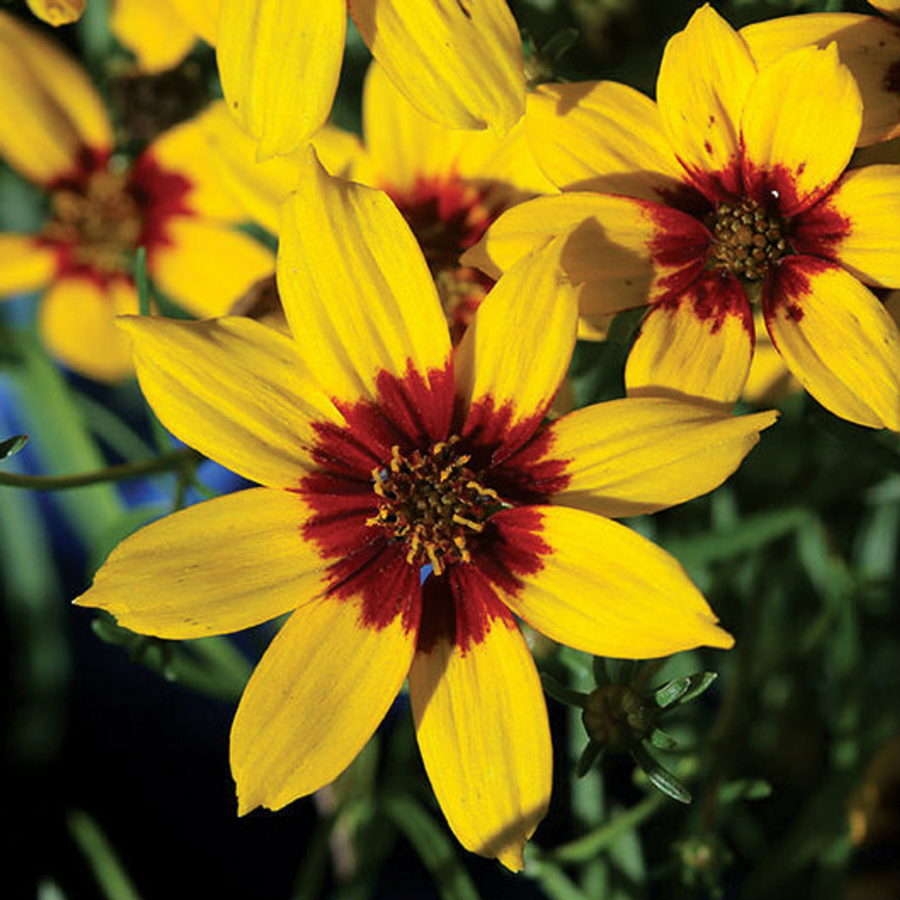 Buy Coreopsis 'Curry Up' | Unrivaled Perennials – Black Sheep Perennials