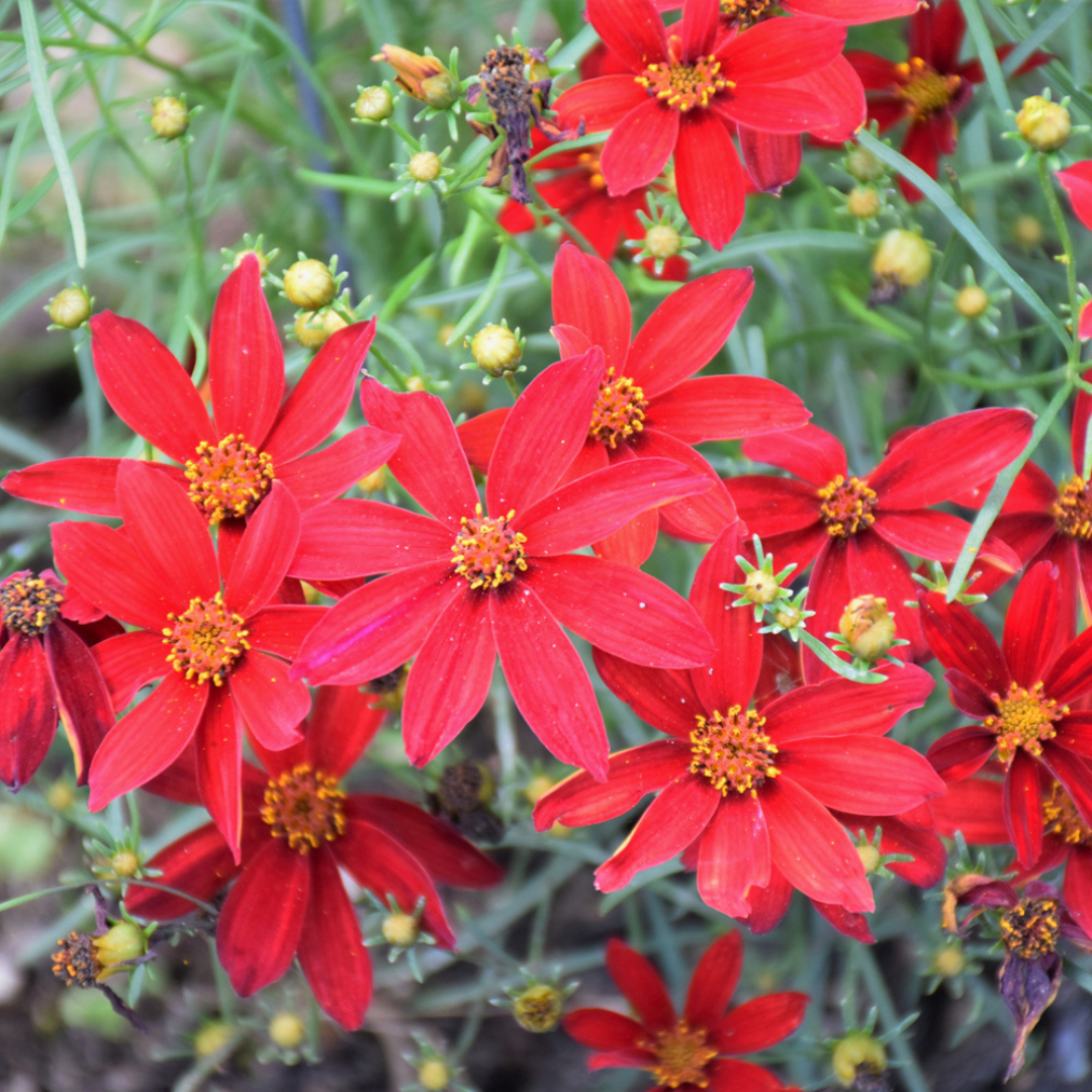 Buy Coreopsis 'Hot Paprika' | Unrivaled Perennials – Black Sheep Perennials