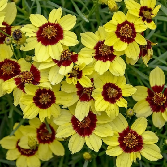 Buy Coreopsis 'sassy Saffron' 