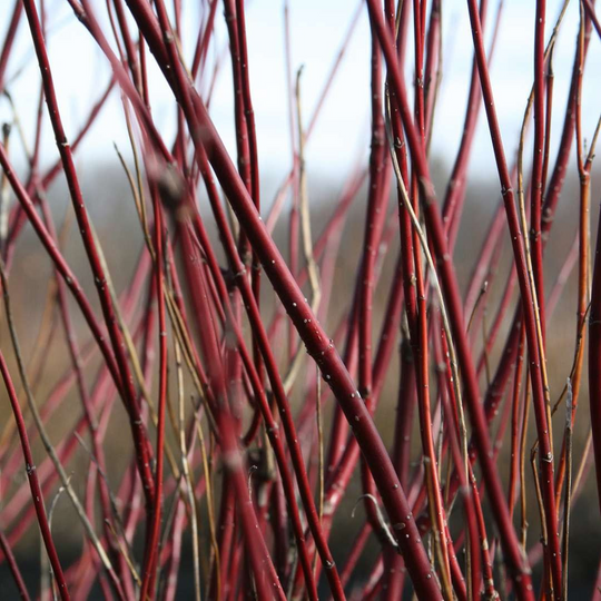 Cornus sericea Arctic Fire™
