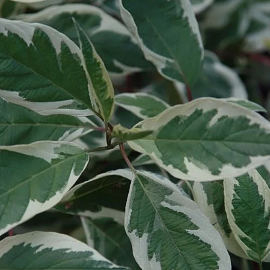 Cornus alba Ivory Halo®