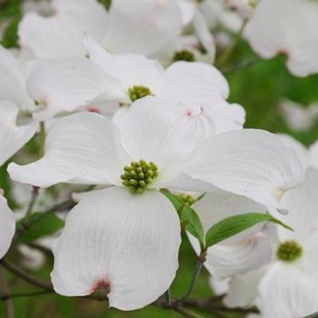 Cornus alba Little Rebel®