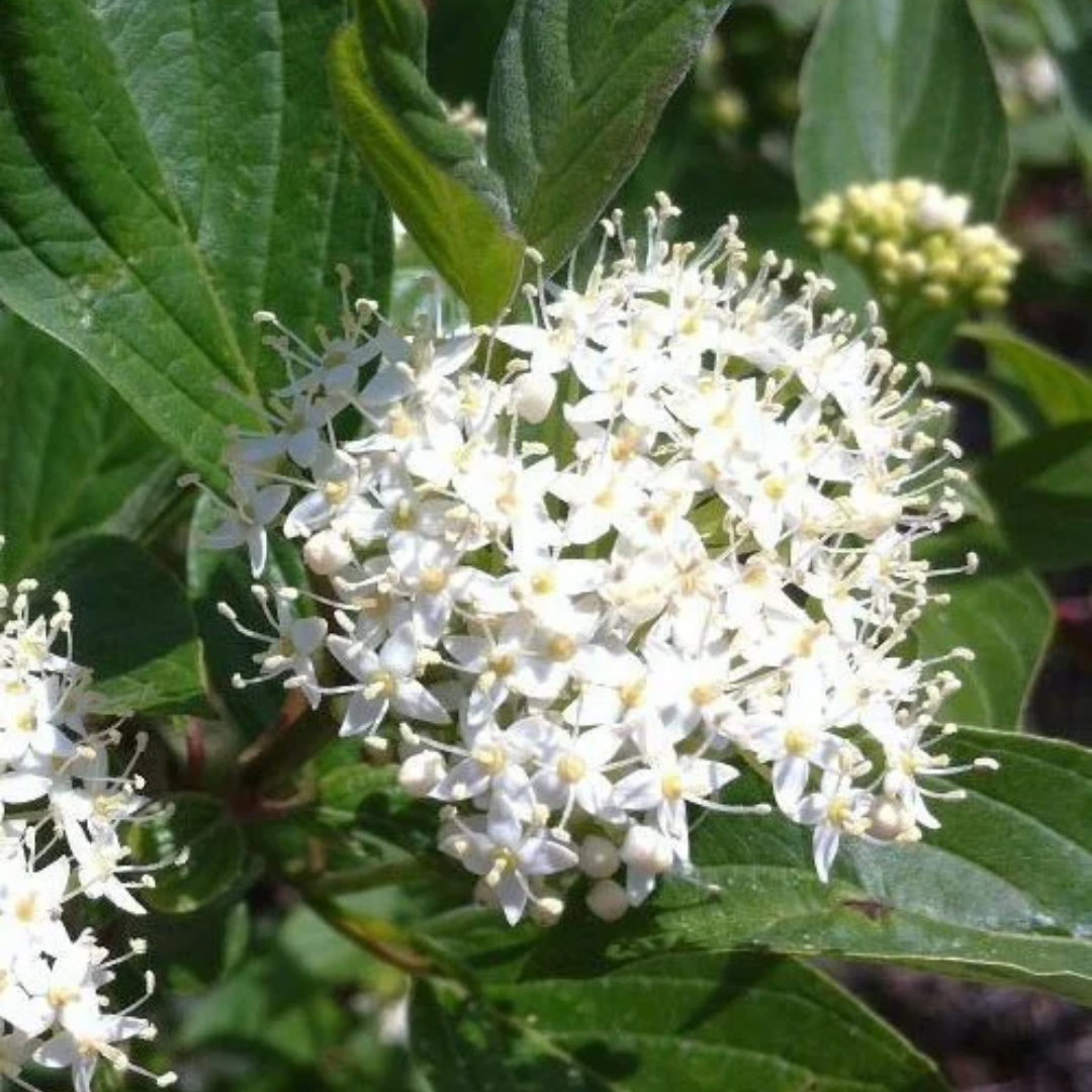 Cornus alba Red Gnome™